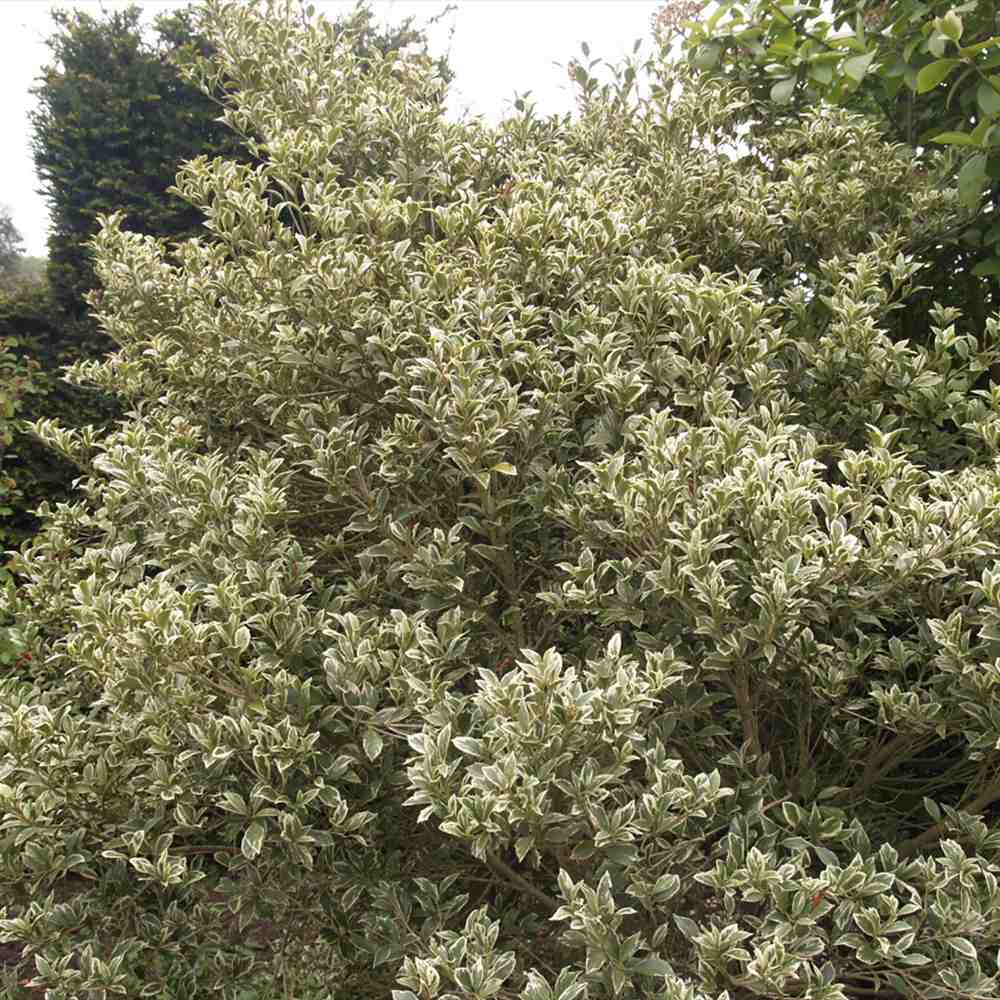 Ilex japonez auriu Osmanthus heterophyllus, arbust vesnic verde cu frunze lucioase variegate auriu-verde si flori albe foarte parfumate de toamna