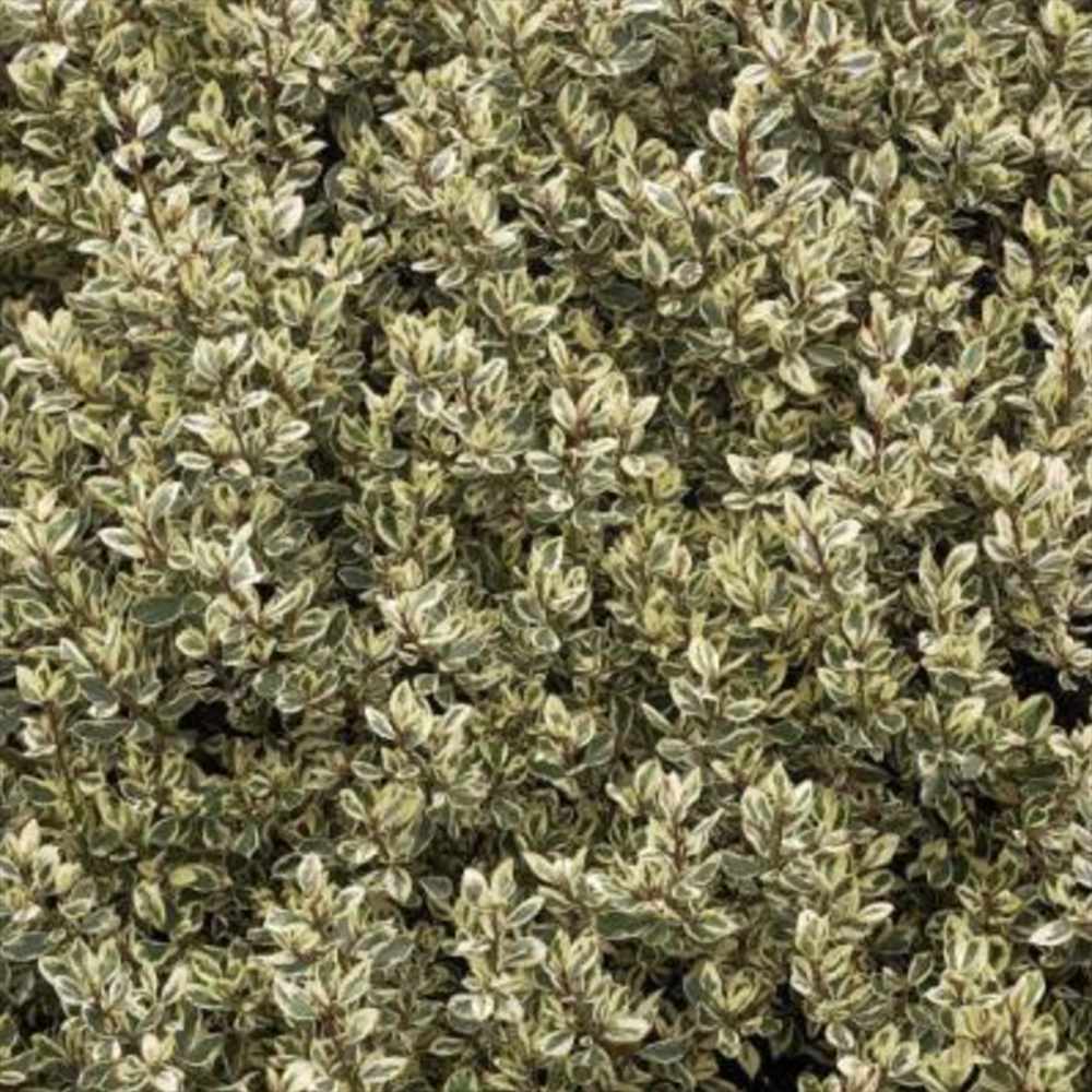 Ilex japonez auriu Osmanthus heterophyllus, arbust vesnic verde cu frunze lucioase variegate auriu-verde si flori albe foarte parfumate de toamna