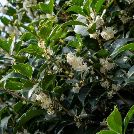 Ilex Fals Japonez Osmanthus Aquifolium, arbust vesnic verde cu flori albe foarte parfumate, cu frunzis dens si lucios, rezistent, ideal pentru garduri vii sau ca planta solitara