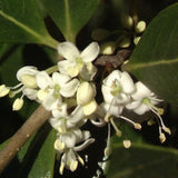 Ilex Fals Japonez Osmanthus Aquifolium, arbust vesnic verde cu flori albe foarte parfumate, cu frunzis dens si lucios, rezistent, ideal pentru garduri vii sau ca planta solitara