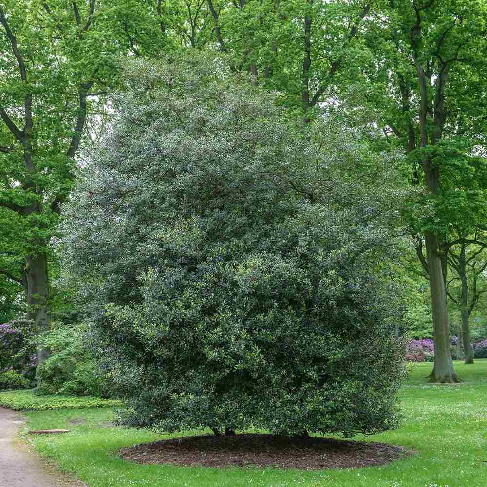 Ilex Fals Japonez Osmanthus Aquifolium, arbust vesnic verde cu flori albe foarte parfumate, cu frunzis dens si lucios, rezistent, ideal pentru garduri vii sau ca planta solitara