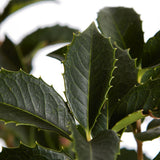 Ilex Fals Japonez Osmanthus Aquifolium, arbust vesnic verde cu flori albe foarte parfumate, cu frunzis dens si lucios, rezistent, ideal pentru garduri vii sau ca planta solitara