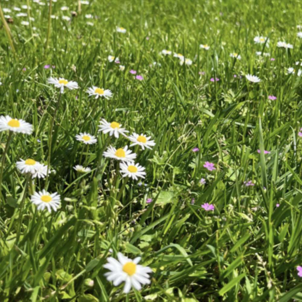 Seminte gazon cu flori Happy Lawn Barenbrug 5 kg, gazon natural cu flori si biodiversitate, pentru 250 mp