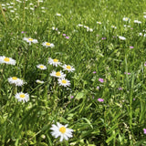 Seminte gazon cu flori Happy Lawn Barenbrug 5 kg, gazon natural cu flori si biodiversitate, pentru 250 mp