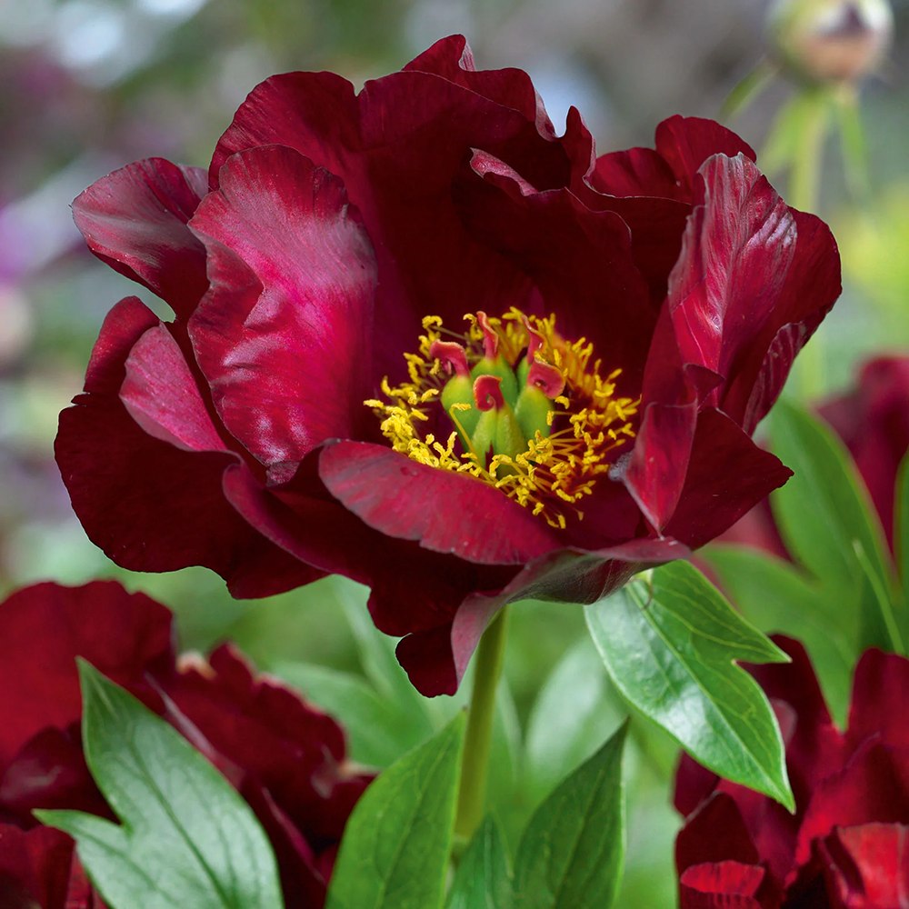Bujor Hibrid Itoh Scarlet Heaven, cu flori rosu-inchis