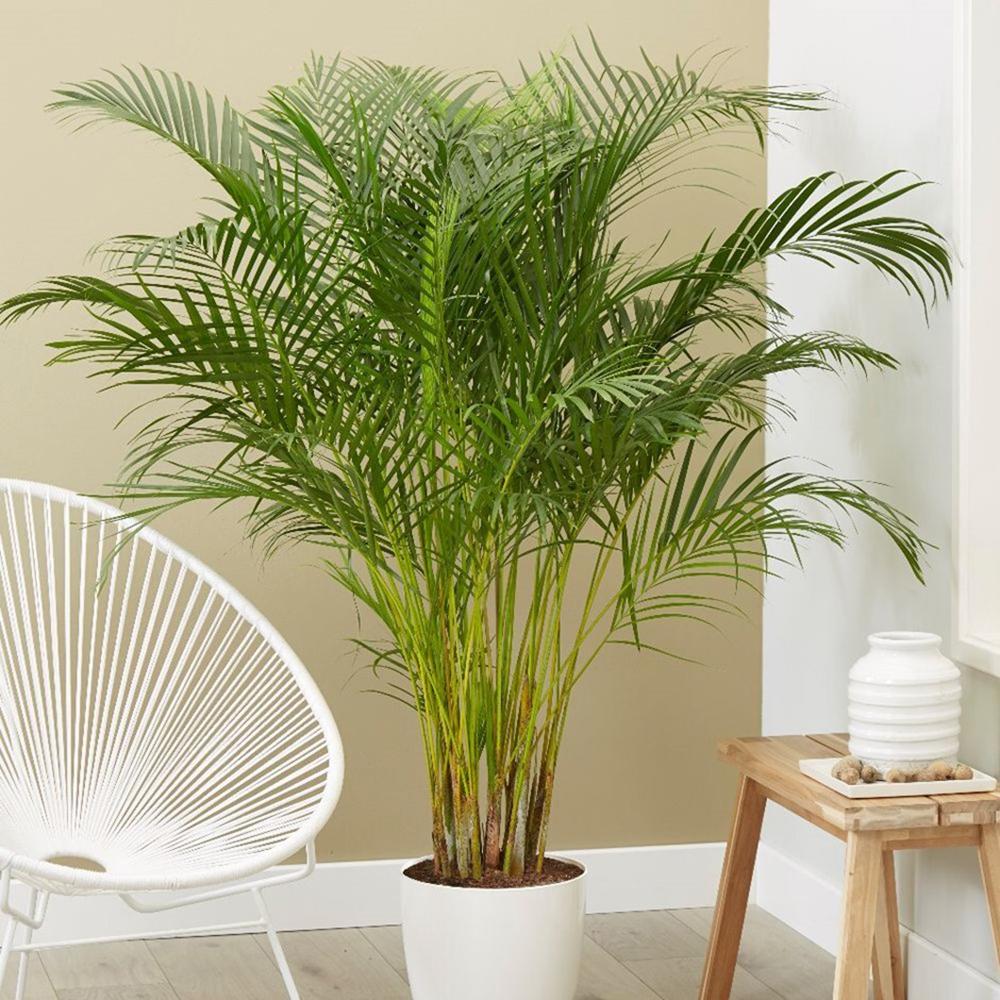 Black Friday - Reduceri Palmier Areca Dypsis Lutescens - 170/180 cm Promotie