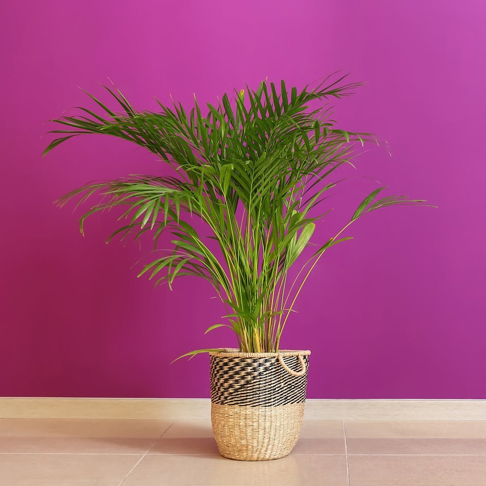 Black Friday - Reduceri Palmier Areca Dypsis Lutescens - 170/180 cm Promotie