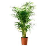 Black Friday - Reduceri Palmier Areca Dypsis Lutescens - 170/180 cm Promotie