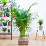 Black Friday - Reduceri Palmier Areca Dypsis Lutescens - 170/180 cm Promotie