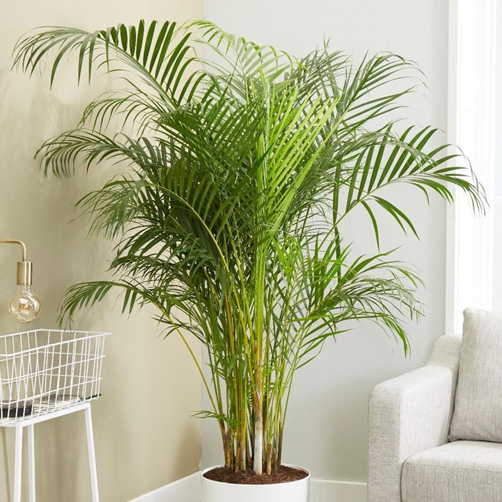 Black Friday - Reduceri Palmier Areca Dypsis Lutescens - 170/180 cm Promotie