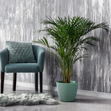 Black Friday - Reduceri Palmier Areca Dypsis Lutescens - 170/180 cm Promotie