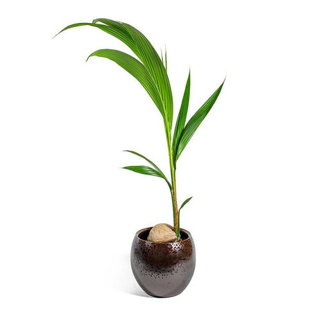 Black Friday - Reduceri Palmier Cocotier (Cocos Nucifera) - 120 cm Promotie