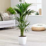Palmier Kentia (Howea Forsteriana), planta de interior eleganta, purificatoare de aer, usor de intretinut  - 200 cm