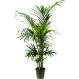 Palmier Kentia (Howea Forsteriana), planta de interior eleganta, purificatoare de aer, usor de intretinut  - 200 cm