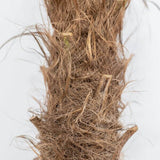 Palmier Morisca Trachycarpus Fortunei (Tulpina 30 cm) - 130/150 cm