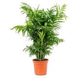 Palmier Pitic (Chamaedorea Elegans), planta de interior, aer curat, intretinere redusa - 110 cm