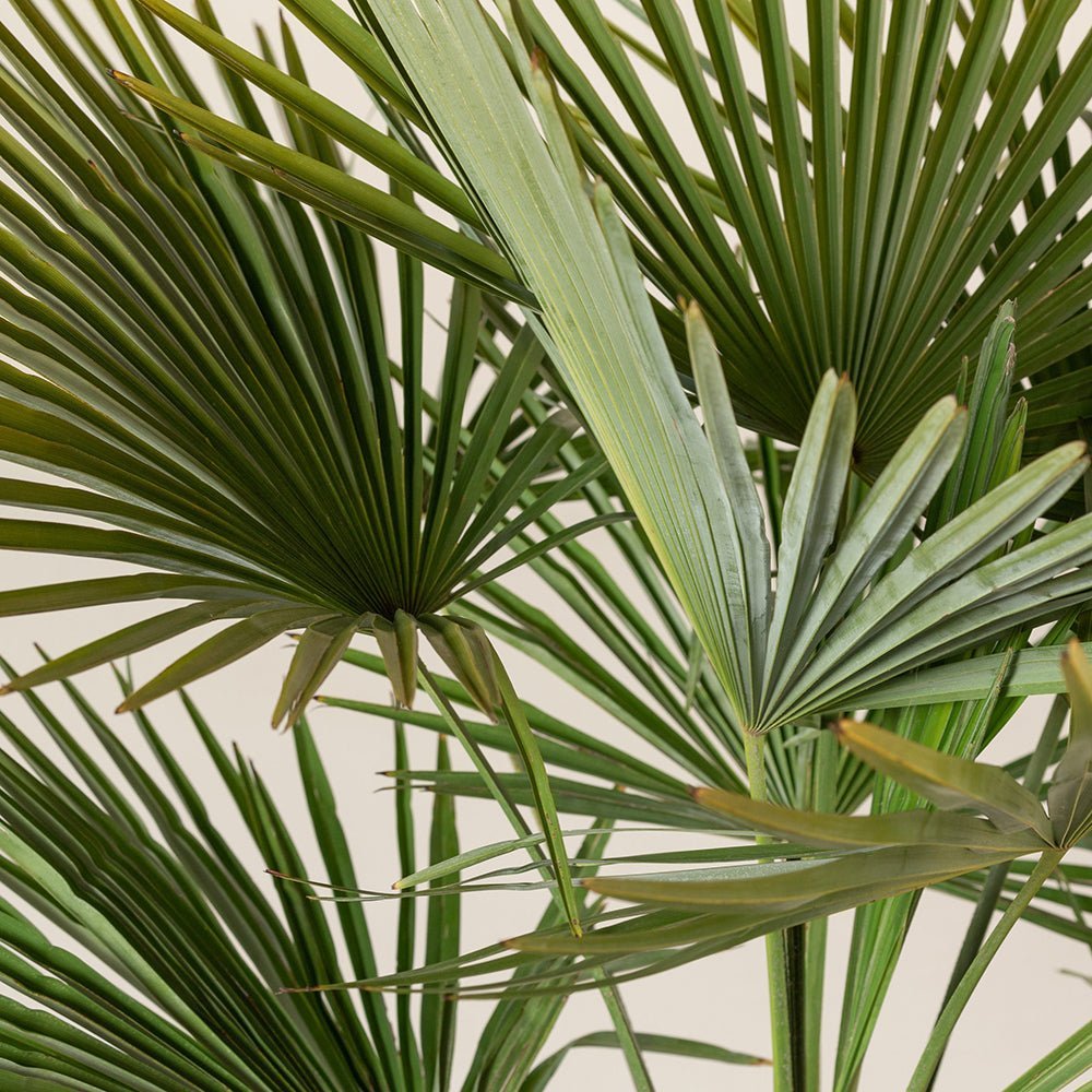 Palmier Morisca Trachycarpus Fortunei, rezistent la ger, frunzis exotic, crestere moderata, tulpina 80-100 cm, inaltime 160 cm