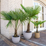 Palmier Morisca Trachycarpus Fortunei, rezistent la ger, frunzis exotic, crestere moderata, tulpina 80-100 cm, inaltime 160 cm