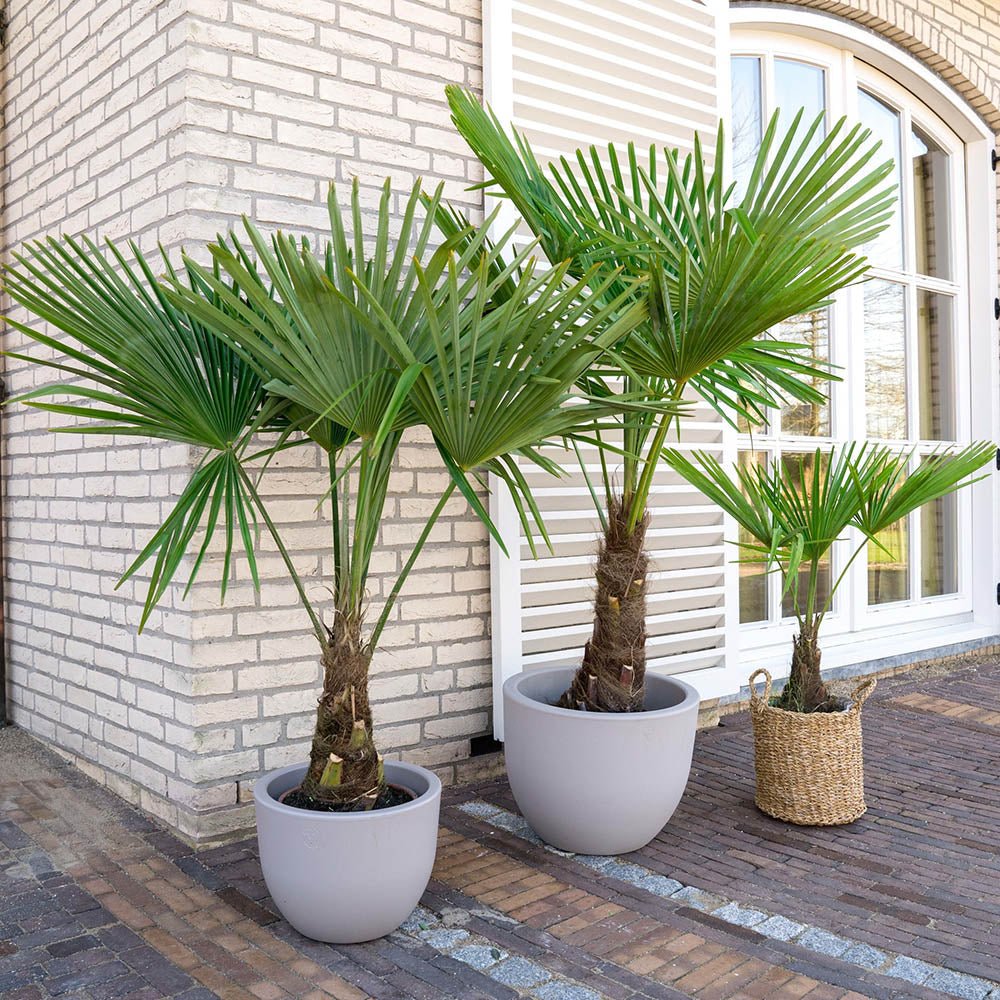 Palmier Morisca Trachycarpus Fortunei, rezistent la ger, frunzis exotic, crestere moderata, tulpina 90 cm, 180-200 cm
