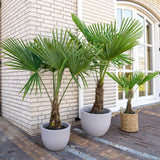 Palmier Morisca Trachycarpus Fortunei, rezistent la ger, frunzis exotic, crestere moderata, tulpina 90 cm, 180-200 cm