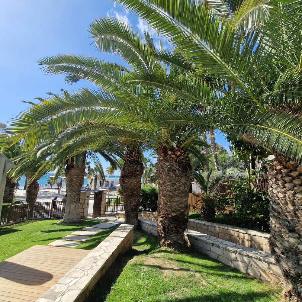 Palmier Curmal (Phoenix Canariensis), palmier canarian ornamental, frunze arcuite verzi, pentru terasa sau ghiveci