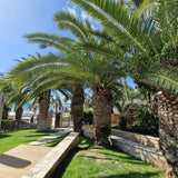Palmier Curmal (Phoenix Canariensis), palmier canarian ornamental, frunze arcuite verzi, pentru terasa sau ghiveci