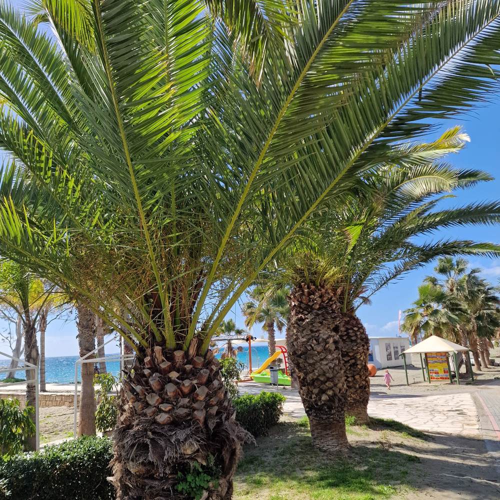 Palmier Curmal (Phoenix Canariensis), palmier canarian ornamental, frunze arcuite verzi, pentru terasa sau ghiveci