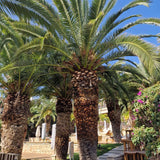 Palmier Curmal (Phoenix Canariensis), palmier canarian ornamental, frunze arcuite verzi, pentru terasa sau ghiveci