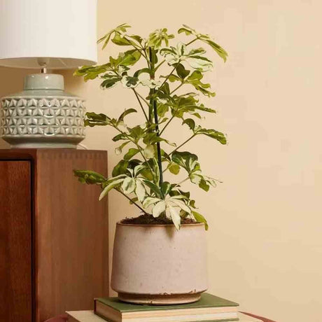 Black Friday - Reduceri Palmierul Umbrela (Schefflera) Charlotte - 40 cm Promotie