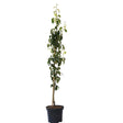 Black Friday - Reduceri Par Columnar Obelisk (Pyrus Communis), cu fructe dulci verde-galbui Promotie