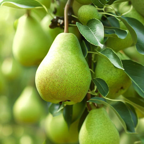 Par Groene Vrucht (Pyrus Communis), cu fructe dulci-acrisor verde - VERDENA-livrat in ghiveci de 3.5 l