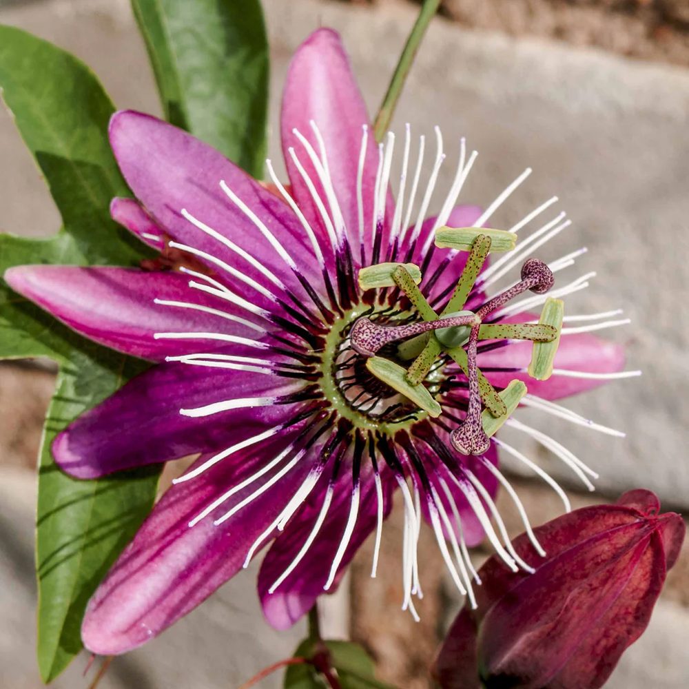 Floarea Pasiunii (Passiflora Caerulea) Victoria, cu flori roz