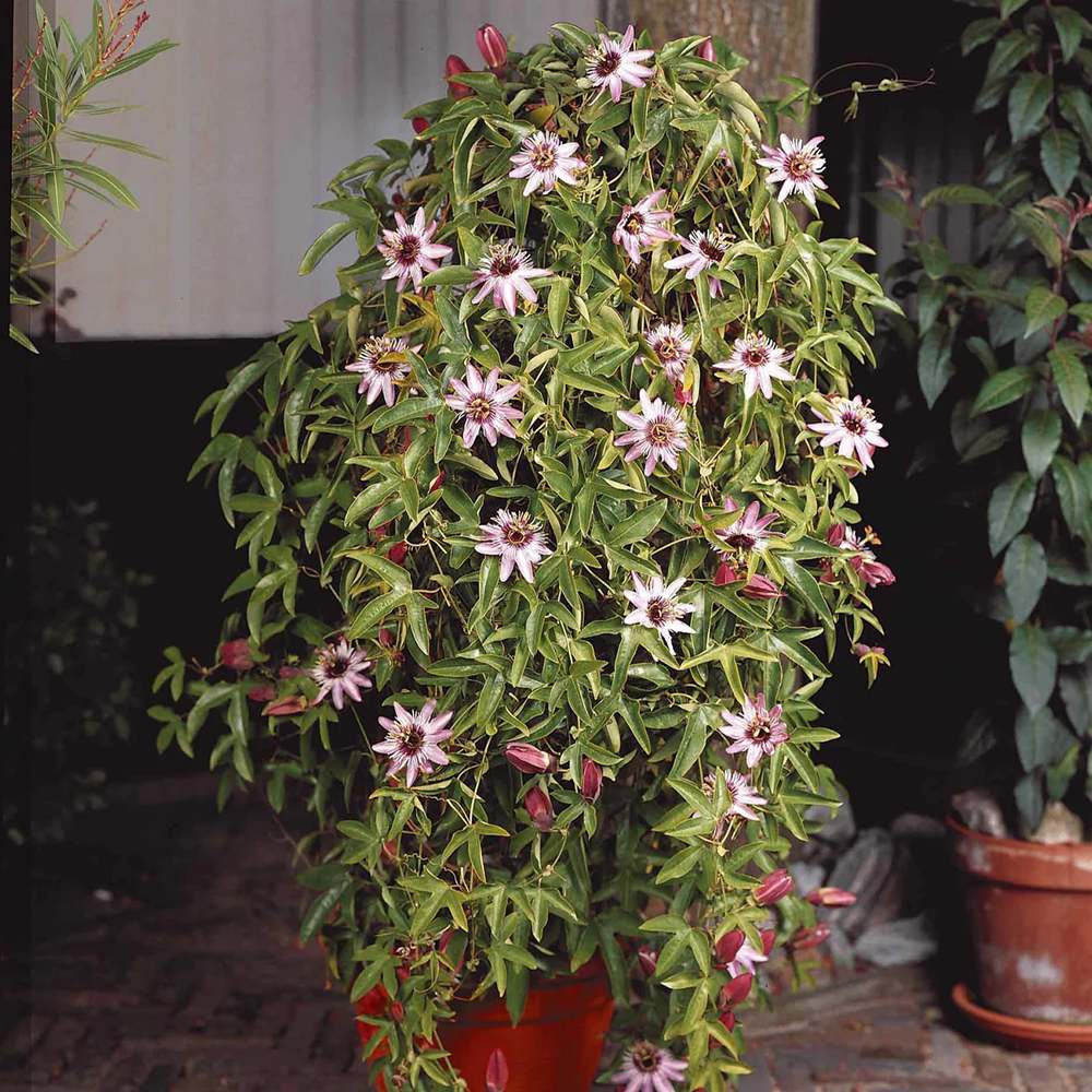 Floarea Pasiunii (Passiflora Caerulea) Victoria, cu flori roz