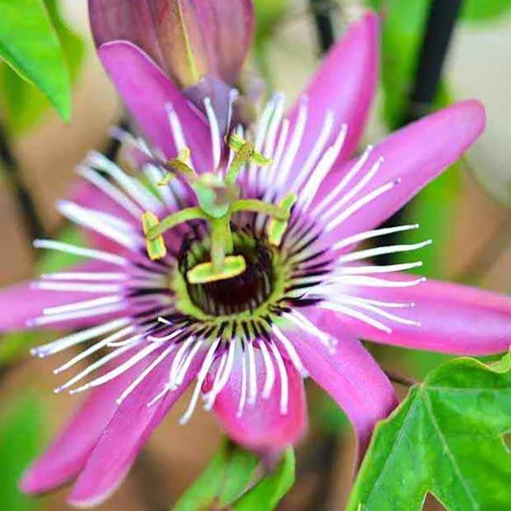 Floarea Pasiunii (Passiflora Caerulea) Victoria, cu flori roz