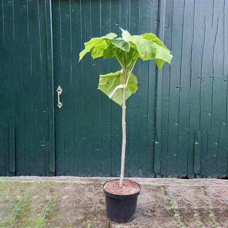 Arborele Printesei- Paulownia Tomentosa, copac ornamental cu crestere rapida, flori mov-liliachii parfumate, copac de umbra perfect