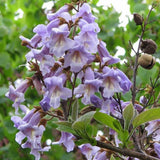 Arborele Printesei- Paulownia Tomentosa, copac ornamental cu crestere rapida, flori mov-liliachii parfumate, copac de umbra perfect