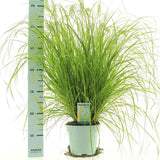 Iarba Chinezeasca Pennisetum Hameln Gold, frunzis galben, spicuri elegante, perena decorativa, rezistenta la frig