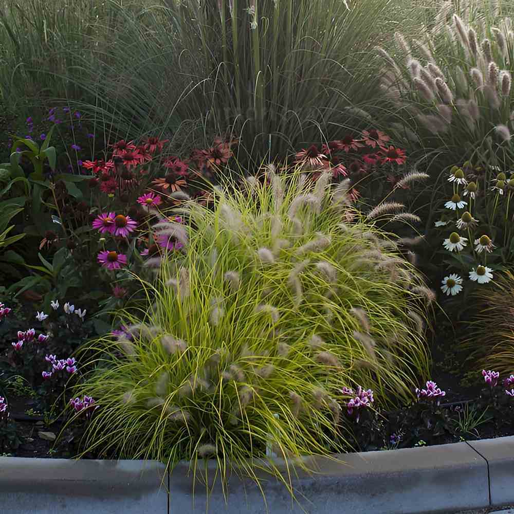 Iarba Chinezeasca Pennisetum Hameln Gold, frunzis galben, spicuri elegante, perena decorativa, rezistenta la frig