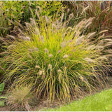Iarba Chinezeasca Pennisetum Hameln Gold, frunzis galben, spicuri elegante, perena decorativa, rezistenta la frig