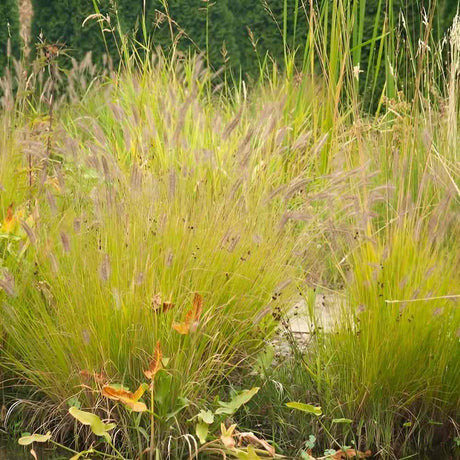 Iarba Chinezeasca Pennisetum Hameln Gold, frunzis galben, spicuri elegante, perena decorativa, rezistenta la frig