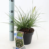 Iarba Chinezeasca Pennisetum Little Bunny, planta perena compacta cu spice pufose si crestere rapida