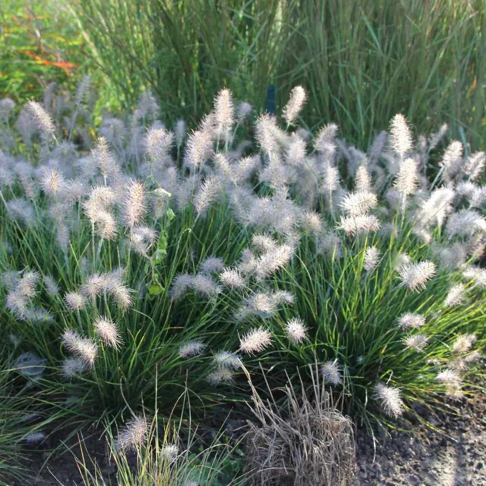 Iarba Chinezeasca Pennisetum Little Bunny, planta perena compacta cu spice pufose si crestere rapida