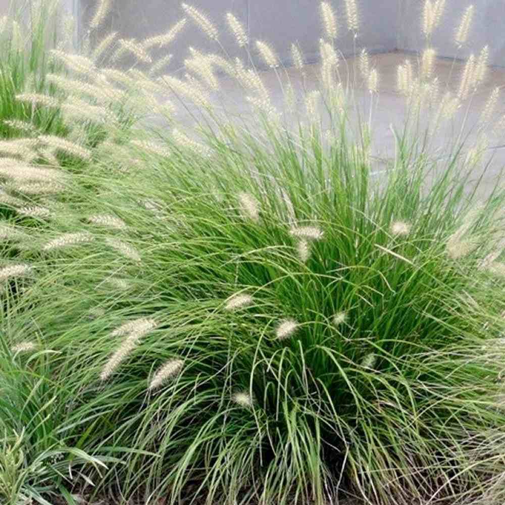 Iarba Chinezeasca Pennisetum Little Bunny, planta perena compacta cu spice pufose si crestere rapida