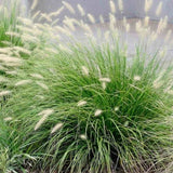 Iarba Chinezeasca Pennisetum Little Bunny, planta perena compacta cu spice pufose si crestere rapida