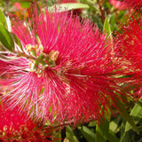 Peria de Sticla Rosie (Callistemon citrinus) Splendens