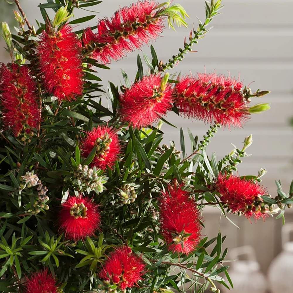 Peria de Sticla Rosie (Callistemon citrinus) Splendens