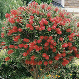 Peria de Sticla Rosie (Callistemon citrinus) Splendens