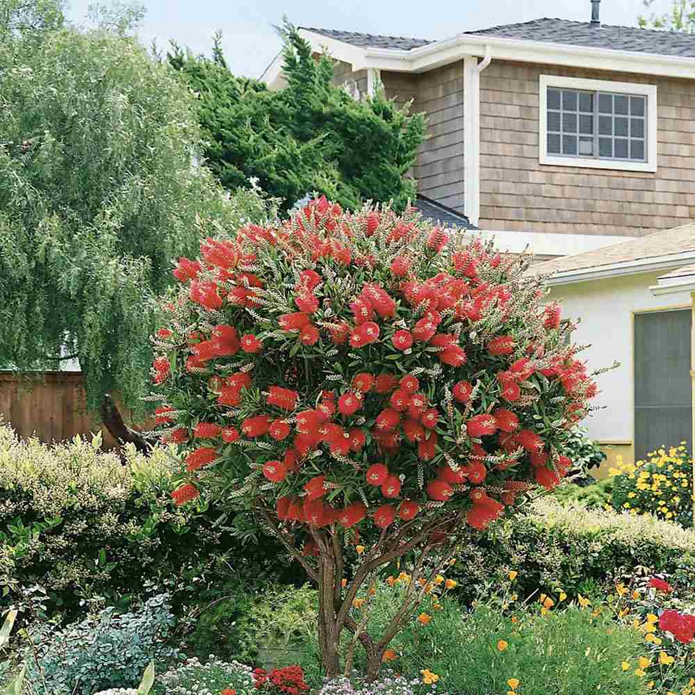 Peria de Sticla Rosie (Callistemon citrinus) Splendens