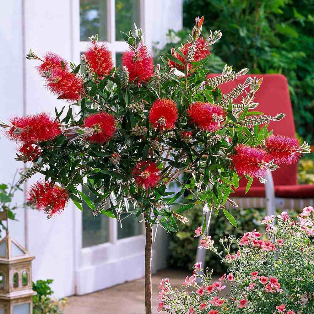 Peria de Sticla Rosie (Callistemon citrinus) Splendens