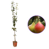 Par (Pyrus Communis) Reccia, cu fructe aurii dulci aromat, an 2 pe rod